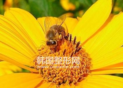 ? ? ? 現(xiàn)代醫(yī)學(xué)證明,蜂王胎能提高人體免疫力,促進(jìn)新陳代謝,改善神經(jīng)系統(tǒng)功能,激發(fā)細(xì)胞活力,調(diào)節(jié)內(nèi)分泌;對(duì)營(yíng)養(yǎng)不良,發(fā)育遲緩,益智安神,恢復(fù)體質(zhì),美容養(yǎng)顏,都有明顯的食療作用。具體如下: 神經(jīng)系統(tǒng):蜂王胎中含有大量的乙酰膽堿,多種氨基酸,多種維生素,特別是B族維生素,它們參與進(jìn)行神經(jīng)膠質(zhì)細(xì)胞的合成與代謝,長(zhǎng)期服用可減緩、消除神經(jīng)衰弱,神疲健忘、失眠多夢(mèng)、氣短心悸等癥狀。 抗衰老、內(nèi)養(yǎng)外顏:蜂王胎中含有豐富的抗衰老活性酶類——SOD超氧化物歧化酶,可以清除人體內(nèi)自由基從而起到延緩衰老的作用,內(nèi)服后,又可全面調(diào)節(jié)人體營(yíng)養(yǎng)平衡,使人體細(xì)胞處于良好生理代謝狀態(tài),從而體現(xiàn)美容效果,對(duì)皮膚粗糙,皺紋增多,<a href='/tag_huangheban58.html'>黃褐斑</a>、氣色晦暗,脫發(fā),斷發(fā)有明顯改善。 內(nèi)分泌系統(tǒng):蜂王胎營(yíng)養(yǎng)豐富,能夠調(diào)節(jié)女性內(nèi)分泌系統(tǒng)通過(guò)滋養(yǎng)女性青春美麗的源泉卵巢,給卵巢提供充足養(yǎng)份,延緩卵巢過(guò)早萎縮,維護(hù)其正常功能,使卵巢達(dá)到旺盛狀態(tài),從而解決女性內(nèi)分泌失調(diào)引起的疲乏無(wú)力,腰酸腿軟,月經(jīng)不調(diào),陰道干澀,性功能減退等諸多癥狀。 促進(jìn)生產(chǎn)發(fā)育:蜂王胎中含有極高蛋白,多種氨基酸,維生素A,維生素D,鋅、鈣等微量元素,對(duì)促進(jìn)少年兒童新陳代謝,益智安神,增進(jìn)食欲,增加營(yíng)養(yǎng),對(duì)成年人體虛體弱,身體消瘦等皆有巨大作用 增強(qiáng)免疫力:蜂王胎中含有豐富的天然牛磺酸,對(duì)持續(xù)調(diào)節(jié)人體生理機(jī)能、激發(fā)細(xì)胞活力,提高機(jī)體免疫力有著顯著功效。 消化系統(tǒng):蜂王胎中含有豐富的蛋白質(zhì),氨基酸、維生素B1等可促進(jìn)對(duì)胃液的合成與正常分泌,活躍了消化系統(tǒng),對(duì)治療慢性胃炎、胃十二指腸潰瘍有顯著輔助治療作用。 食用好處 1、滋養(yǎng)卵巢 修復(fù)子宮 經(jīng)科學(xué)測(cè)定,蜂王胎含有大量的天然卵巢生長(zhǎng)素,同時(shí)含有180多種天然珍稀成分,能有效滋養(yǎng)卵巢,延緩卵巢功能衰退、老化。此外,蜂王胎含有胚胎細(xì)胞旺盛的生命力,能促進(jìn)人體組織增加分裂及活化,迫使已衰老或老化的細(xì)胞分裂排除,并由新的細(xì)胞進(jìn)行替代工作,對(duì)女性每月月經(jīng)造成的子宮受損及藥流、人流造成的子宮受損,有營(yíng)養(yǎng)滋潤(rùn)修復(fù)作用 2、保持青春 延緩衰老 現(xiàn)代醫(yī)學(xué)研究表明,30至40歲的女性由于卵巢功能下降,帶來(lái)許多不可遏止的衰老癥狀,如內(nèi)分泌失調(diào)、疲乏無(wú)力、月經(jīng)不調(diào)、腰酸腿軟等問(wèn)題困擾著現(xiàn)代女性。脫發(fā)、斷發(fā)、皮膚松弛、粗糙、皺紋增加、臉色灰暗等更增添了女人的煩惱。醫(yī)學(xué)專家告誡,衰老背后隱藏的是整個(gè)人體健康狀況的惡化,因此,必須引起高度重視,卵巢護(hù)養(yǎng)是女性保持健康、美麗的源泉。 3、<a href='/tag_yangyanquban.html'>養(yǎng)顏祛斑</a> <a href='/tag_quzhou26.html'>祛皺</a> 陶弘景的《神農(nóng)本草經(jīng)集注》指示,蜂仔酒漬敷面令人悅目。蜂王胎含有極其豐富的蛻皮激素和生物活性因子,試驗(yàn)表明,長(zhǎng)期服用蜂王胎,可以<a href='/tag_xiaochuhuangheban.html'>消除黃褐斑</a>、雀斑等皮膚斑,可使皮膚細(xì)膩,更可增強(qiáng)皮膚表面張力,減緩消除表皮組織松弛而形成的皺紋。 4、抑制腫瘤 蜂王胎含有各種具有生物活性的生物酶素、酶類物質(zhì),能促進(jìn)蛋白質(zhì)的正常肽鏈的螺旋狀結(jié)構(gòu)的建立,并使氨基酸的序列正?;?,從而有助于受腫瘤破球的細(xì)胞結(jié)構(gòu)的正?;?,國(guó)外報(bào)道,蜂王胎含有抑制腫瘤的特殊混合激素,有抗癌作用。 5、提高智力 恢復(fù)體能 蜂王胎富含有8種人體必需的氨基酸,基中天門(mén)冬氨基酸和谷氨酸的含量最高,對(duì)人體有很好的健腦、促進(jìn)記憶作用??商岣咧橇Γ龠M(jìn)消化機(jī)能的恢復(fù),以及身體虛弱、疲乏無(wú)力、病后或手術(shù)的恢復(fù)。