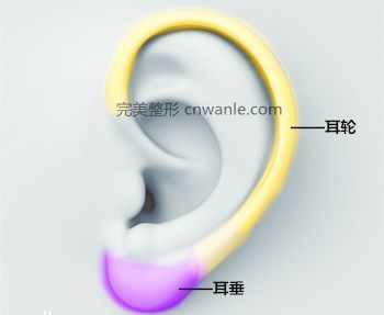 好的耳垂是怎么樣的
