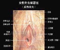 女性外陰(實(shí)圖)