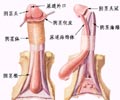 陰莖