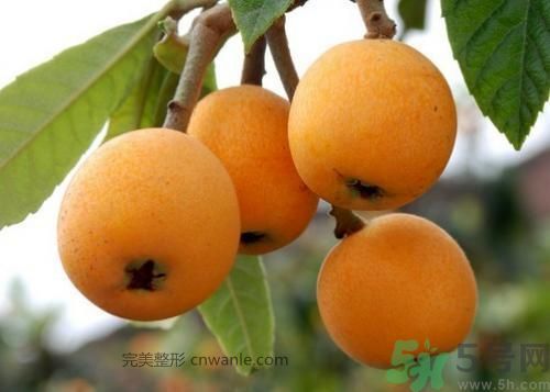 春天吃枇杷可以減肥嗎？吃枇杷減肥怎么樣？