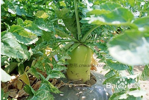 春季健康減肥喝什么粥好？