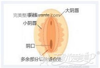女性私密處構(gòu)造 女性私密處構(gòu)造